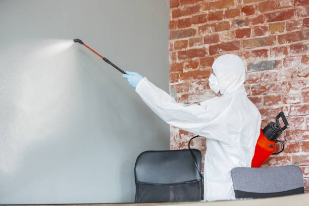 Mold Odor Removal Services in Stillman Valley, IL